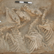 Four horse-like skeletons lie side by side in an excavation pit.